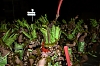 CarnavalSegur2012_1032.jpg