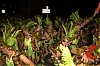 CarnavalSegur2012_1034.jpg