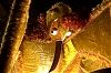CarnavalSegur2012_1178.jpg