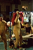 CarnavalSitges2011_1675.jpg