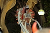 CarnavalSitges2011_1783.jpg