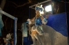 CarnavalVendrell2011_0780.JPG
