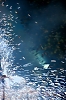balldefoc2010_0261_web.jpg